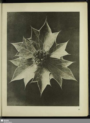 Eryngium maritimum. Meerstrands-Mannstreu. Hüllblätter mit Blütenköpfchen in 4facher Vergrößerung