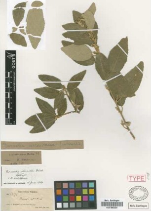 Bernardia mexicana Müll.Arg.