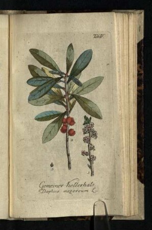 Tab. IV.: Gemeiner Kellerhals. Daphne mezereum L.
