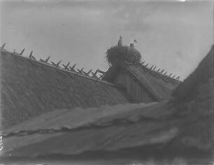 Weißstorch : Weißstörche (Ciconia ciconia Linnaeus) in einem Nest.