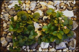 Erdbeeren, "Feuerstein".