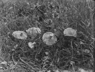 Birken-Milchling : Birken-Milchling (Lactarius torminosus Schäfer).