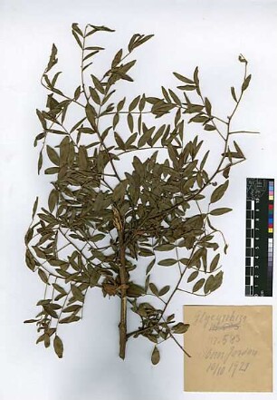 Leguminosae Glycyrrhiza gabra Linné, Carl von (1707 - 1778) [Jordan (Fluss)]