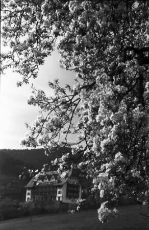 Glotterbad: Blühende Baumgruppe am Weg zum Sanatorium; dunkle Wolken