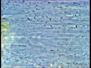 Bewegung, Nahrungsaufnahme und Fortpflanzung bei Wobo gigas (Rhizopoda)