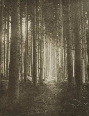 Waldlichtung