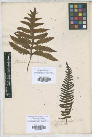 Polypodium