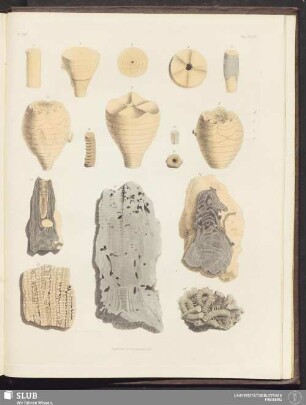 Pl. XVI