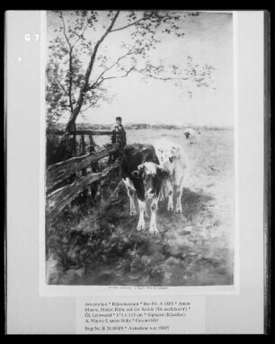 Kühe auf der Weide ('De melkbocht')