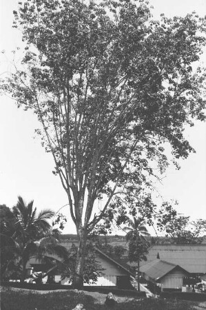 Alte Hevea Brasiliensis : Landschaft mit einem Baum. Im Hintergrund flache Gebäude