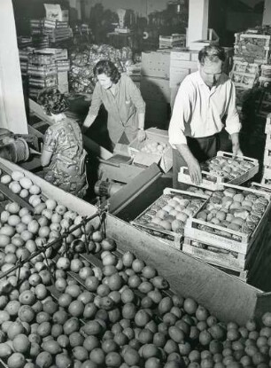 Obst-Großhandel. Zitrusfrüchte werden in Stiegen verpackt