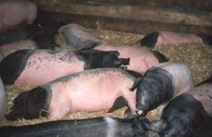 Fotografie: Stallsystem, Mastschwein, Tieflaufstall