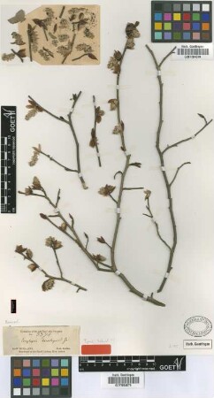 Corylopsis himalayana Griffith [type]