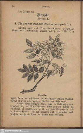Eberesche