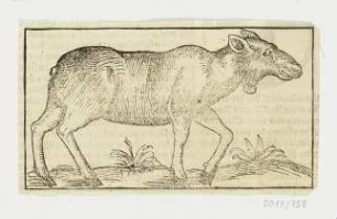 Elch, erstmals erschienen in: Sebastian Münster, "Cosmographiae universalis", Basel 1544