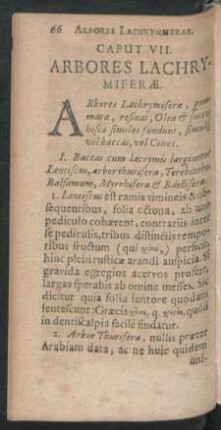 Caput VII. Arbores Lachrymiferae.