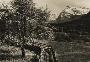 Oberbayern. Frühling. Bergwiese mit blühendem Baum. Im Hintergrund Gipfel der Alpen
