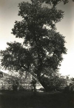 Pillnitz. Pillnitzer Elbinsel (Naturschutzgebiet). Schwarzpappel im Nordosten der Insel