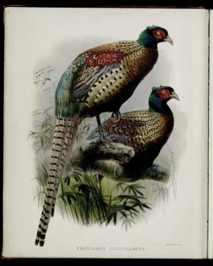[Plate VII.] Phasianus decollatus
