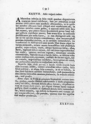 XXXVII. Salix vulgaris, rubens