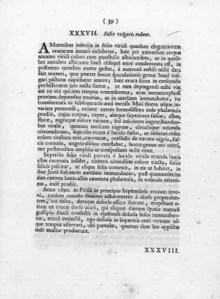 XXXVII. Salix vulgaris, rubens