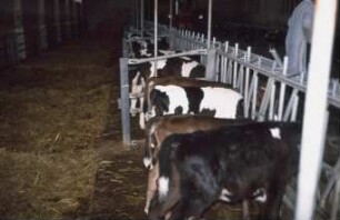 Fotografie: Tierproduktionsverfahren, Kalb, Fütterungstechnik, Fressbereich, Fressgitter