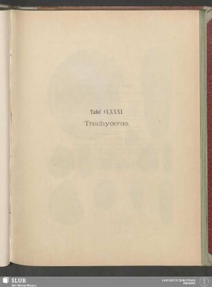 Tafel CLXXXI. Trachyceras