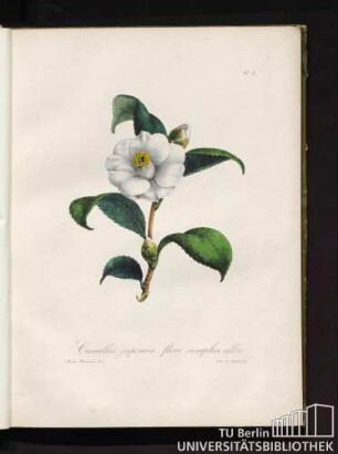 No. 2. Camellia japonica flore simplici albo.