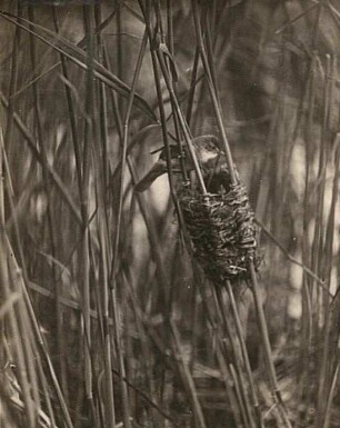 Drosselrohrsänger (Acrocephalus arundinaceus L.) auf das Nest gehend