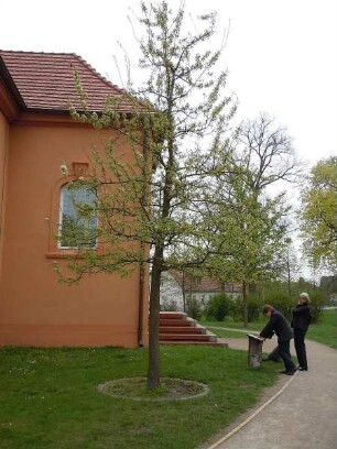 Ribbeck - Birnbaum : Der Birnbaum neben der Kirche, den Fontane beschrieb. Aufgenommen am 17. April 2011 in Ribbeck im Havelland