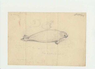 Pusa hispida (Schreber, 1775), Rangifer tarandus (Linnaeus, 1758)