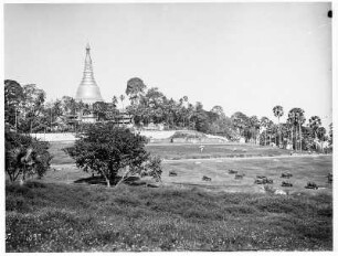 Rangun, Birma. Landschaft mit Rinderweide gegen Shwedagon-Pagode