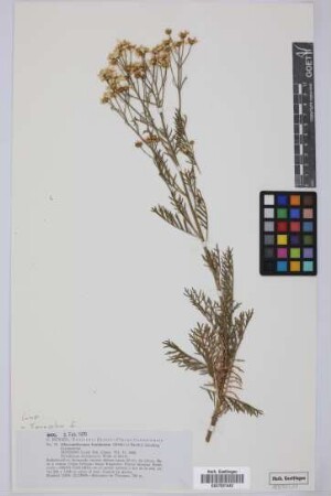 Chrysanthemum ferulaceum (Webb) Sunding