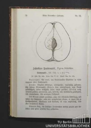 Nr. 32. Schieblers Taubenapfel, Pigeon Schiebler.