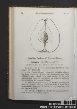 Nr. 32. Schieblers Taubenapfel, Pigeon Schiebler.
