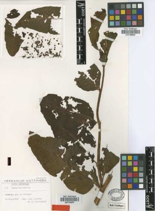 Rumex latifolius Roem. & Schult.