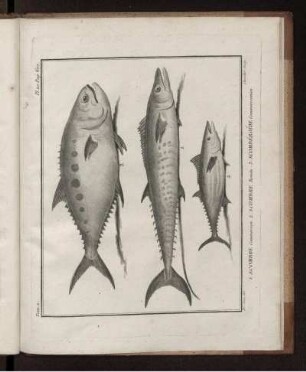 Pl. 20
