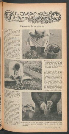 Preparación de los renuevos : El campo y la chacra