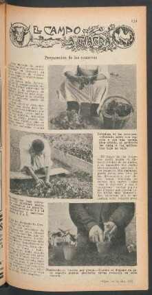 Preparación de los renuevos : El campo y la chacra
