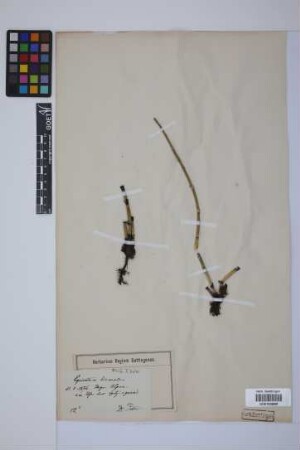 Equisetum hyemale hyemale L.