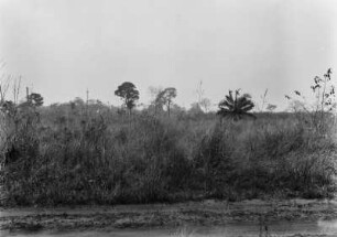 Grasland mit Bäumen : Blick in eine Graslandschaft mit Büschen und Bäumen.