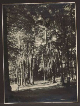 Waldweg am Donoperteich. Detmold. Hiddesen. Papierabzug