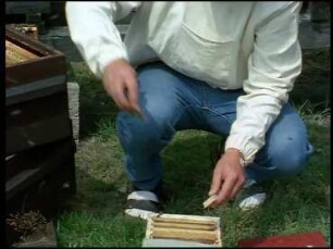 Selektion der Honigbiene