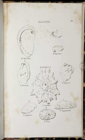 Tavola XXI. [bis] Tavola XXVIII. [siehe römische Paginierung]