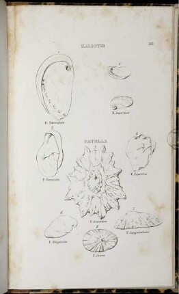 Tavola XXI. [bis] Tavola XXVIII. [siehe römische Paginierung]