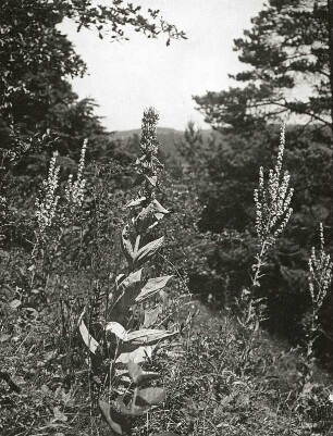 Alpenvorland. Steppenheidebiotop mit Gelbem Enzian (Gentiana Lutea) und Königskerze (Verbascum lydenites)