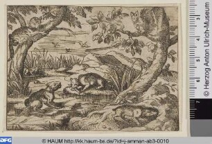 Biber, Katze, Dachs und Eichhörnchen
