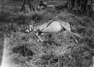 Oryxantilope : Weibliche tote Oryxantilope