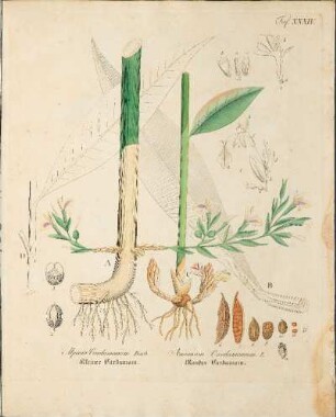 Taf. XXXIV. Cardamomum