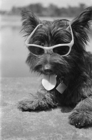 Hund mit Sonnenbrille